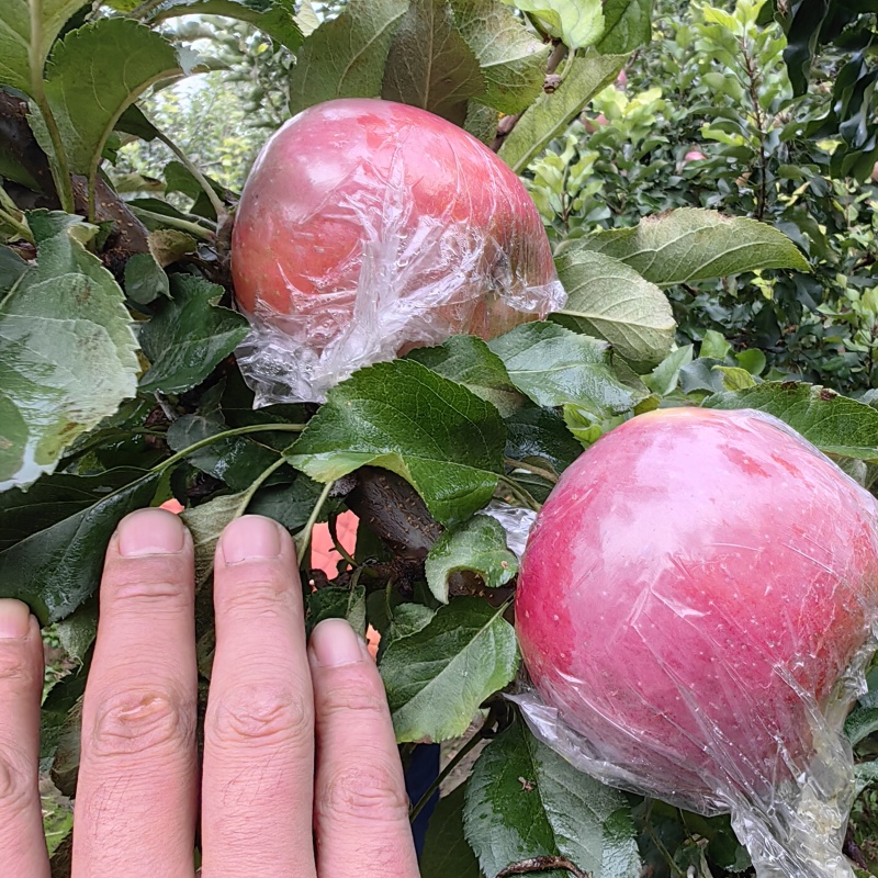 富士苹果