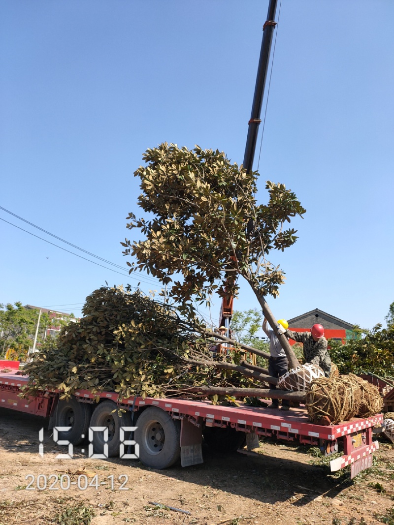 广玉兰，7-15公分，杆直，支持线上保障交易