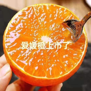 眉山爱媛果冻橙