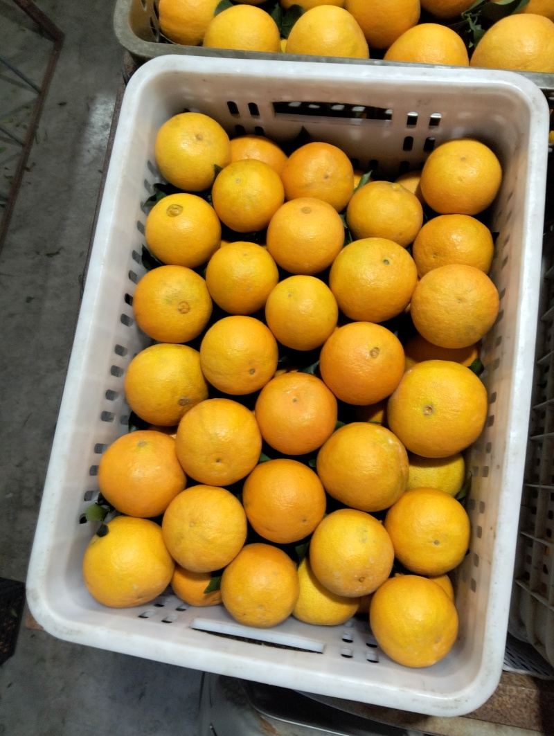 眉山爱媛果冻橙