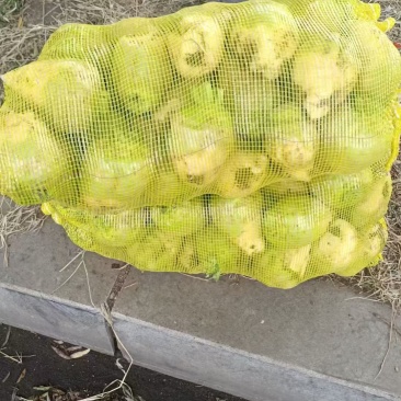 芥菜疙瘩