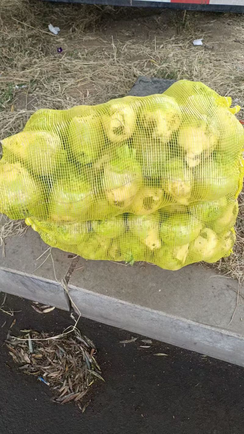 芥菜疙瘩