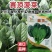 丹麦进口黑叶菠菜种子杂交一代菠菜新品种抗病直立性好