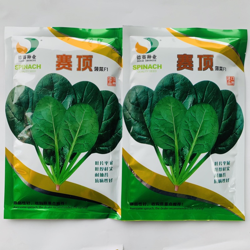丹麦进口黑叶菠菜种子杂交一代菠菜新品种抗病直立性好