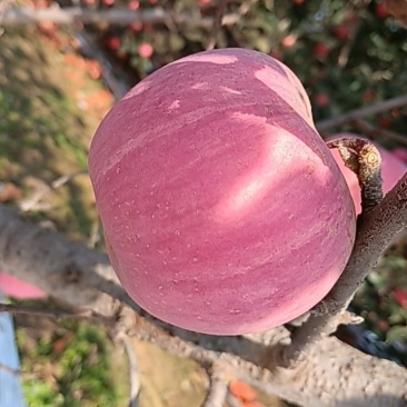 富士苹果脆甜多汁对接市场商超食品厂欢迎来电详谈