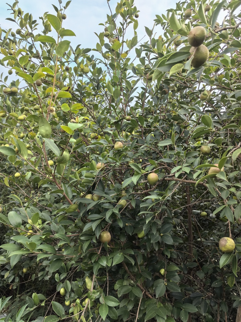 山茶油果