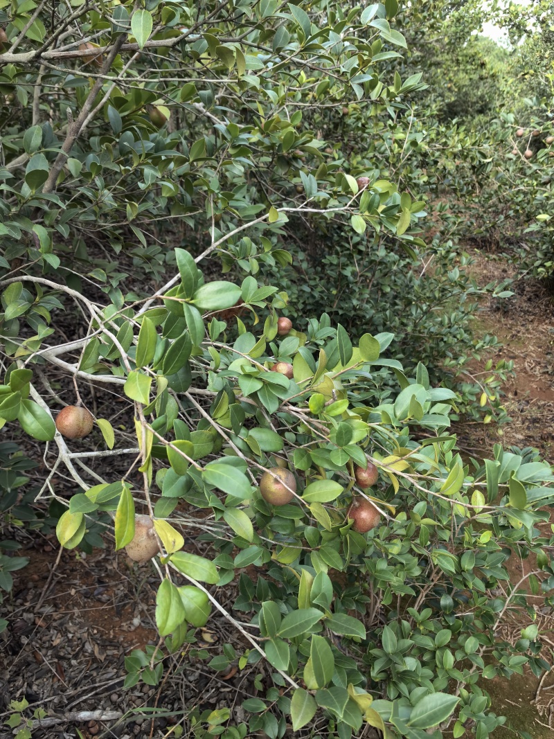 山茶油果