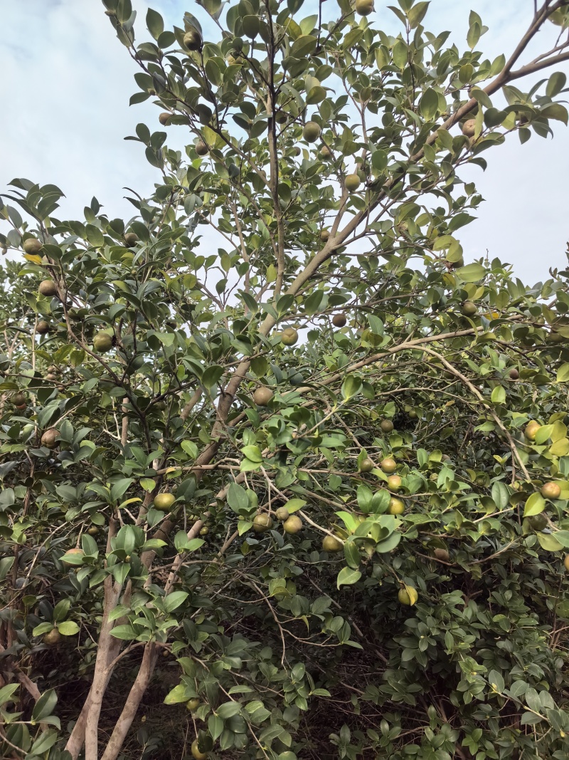山茶油果