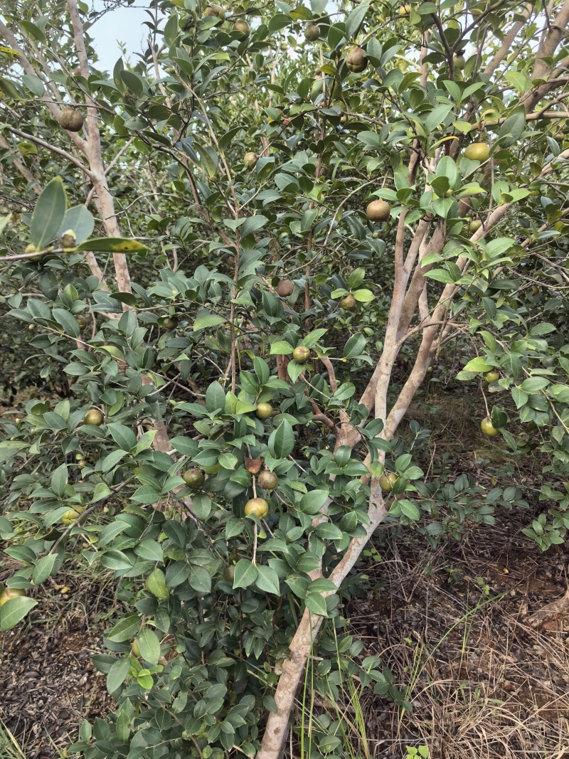 山茶油果
