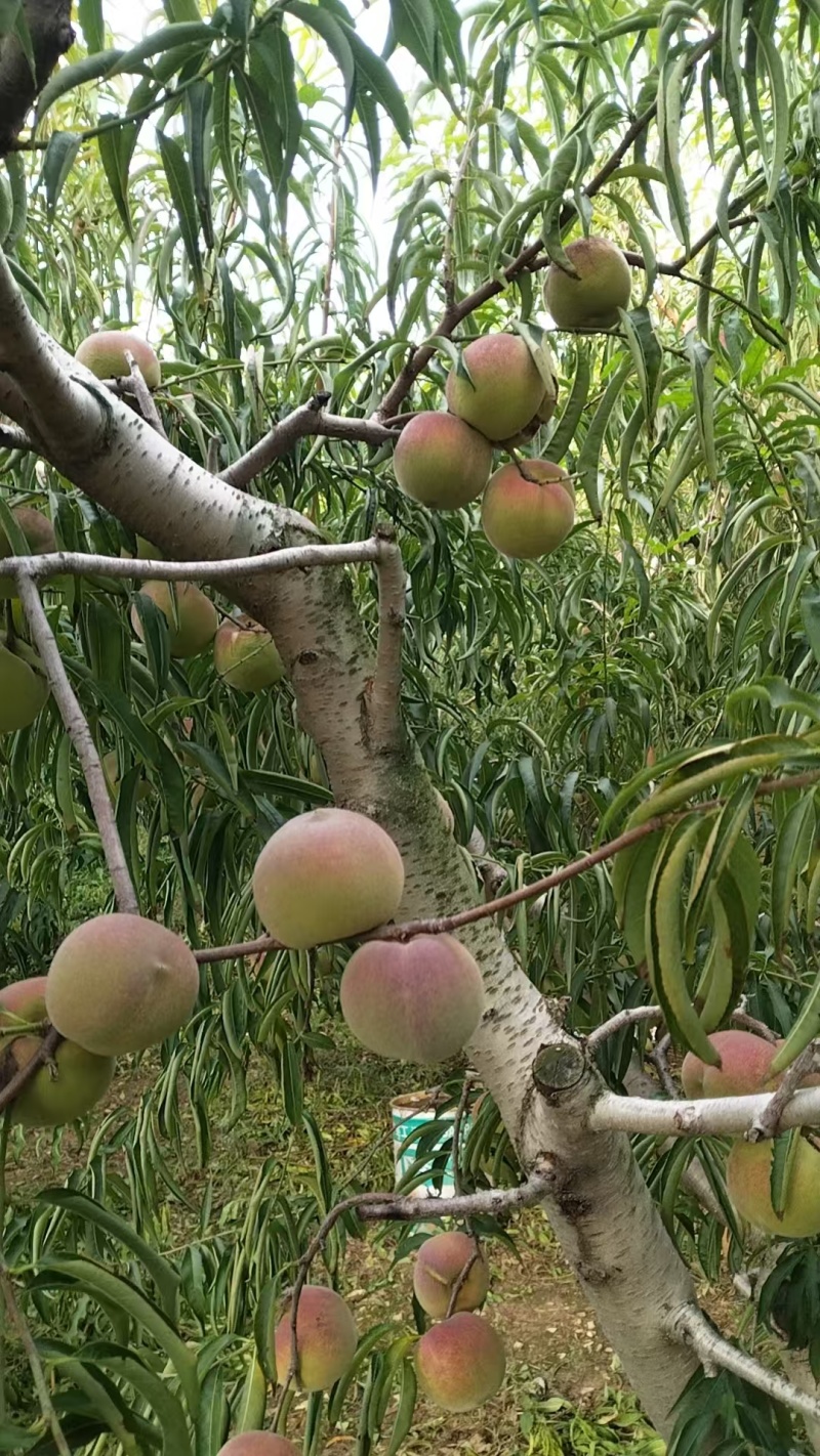 蜜桃