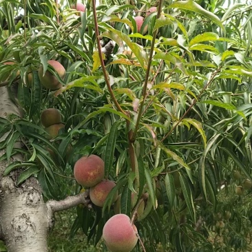 蜜桃