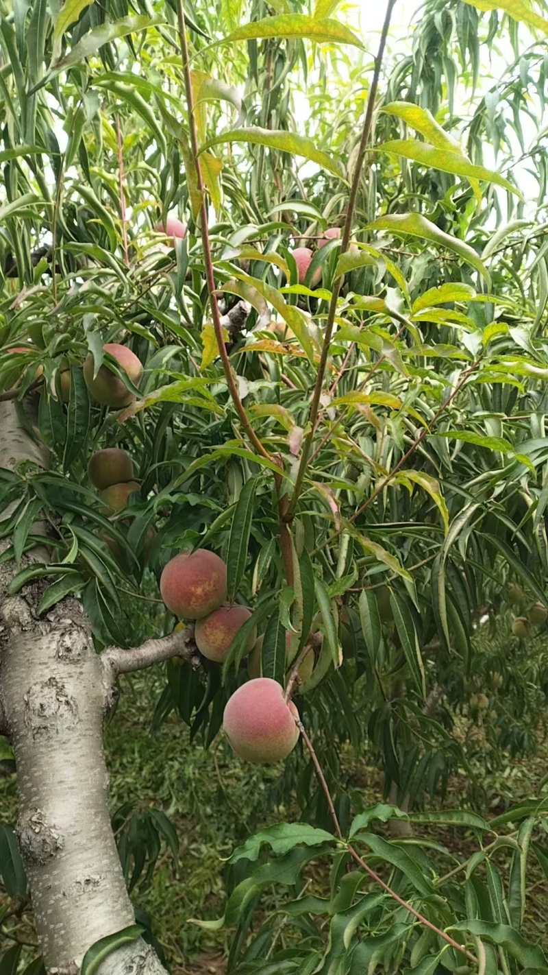 蜜桃