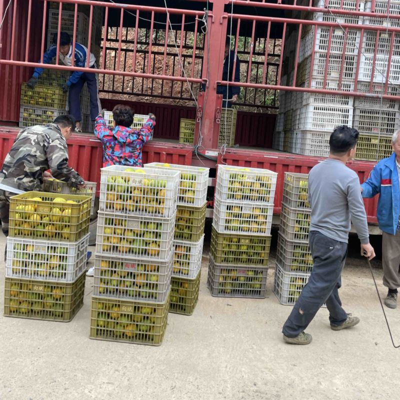 西林沃柑大量有货有需要的老板赶紧来了