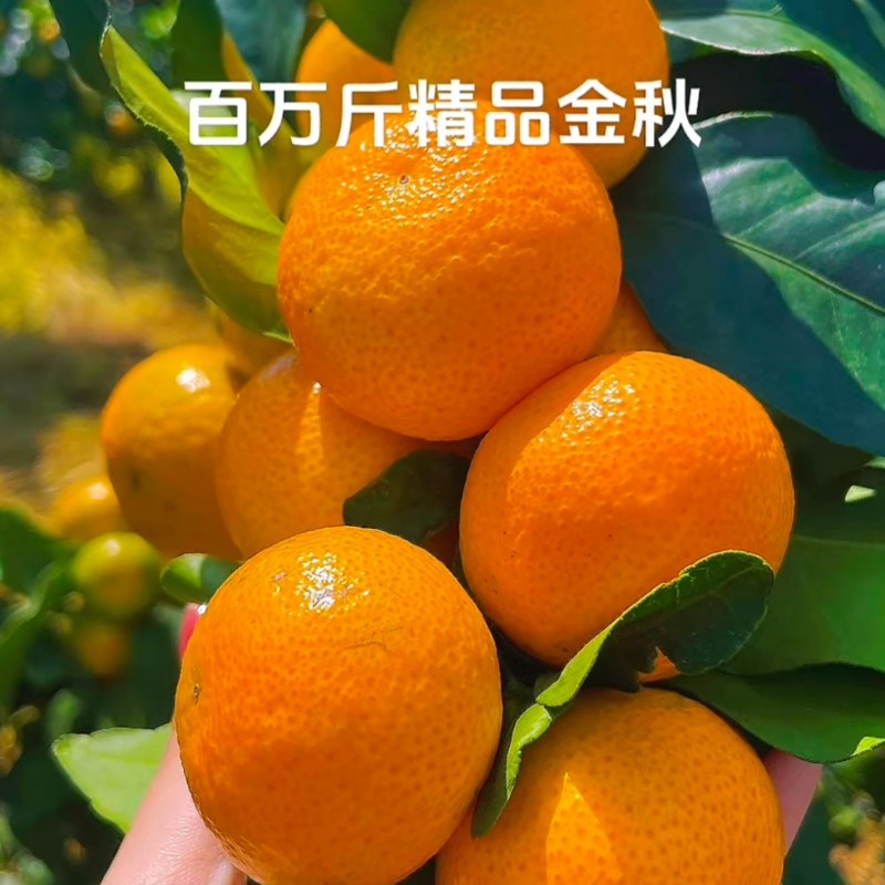 金秋沙糖桔