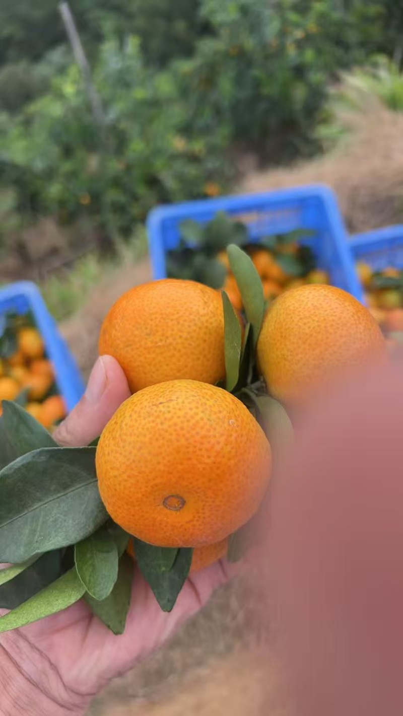 金秋沙糖桔