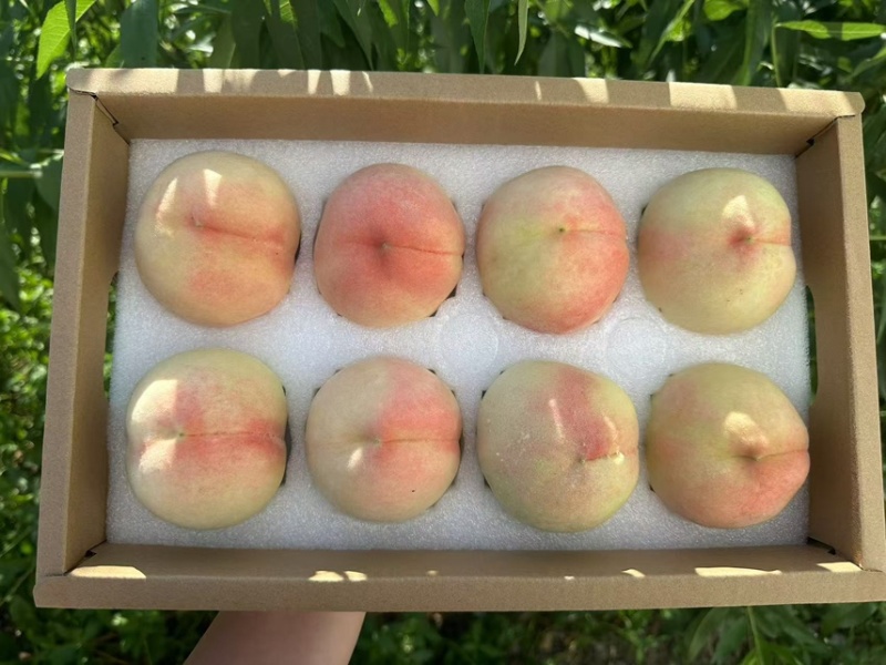 无锡阳山水蜜桃