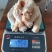 7-8个鸭掌