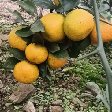 武当蜜桔