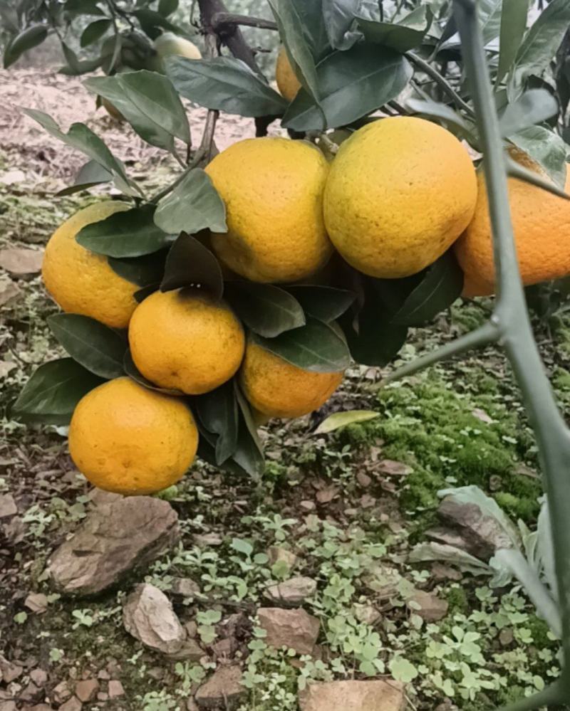 武当蜜桔