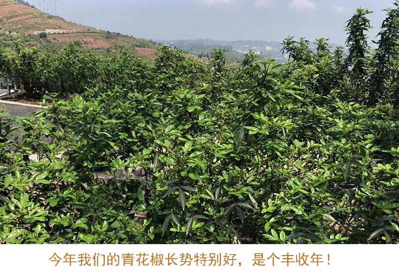 包邮）青麻椒特麻500g藤椒重庆四川散装汉源麻椒绿麻干