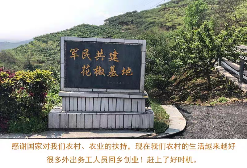 包邮）青麻椒特麻500g藤椒重庆四川散装汉源麻椒绿麻干