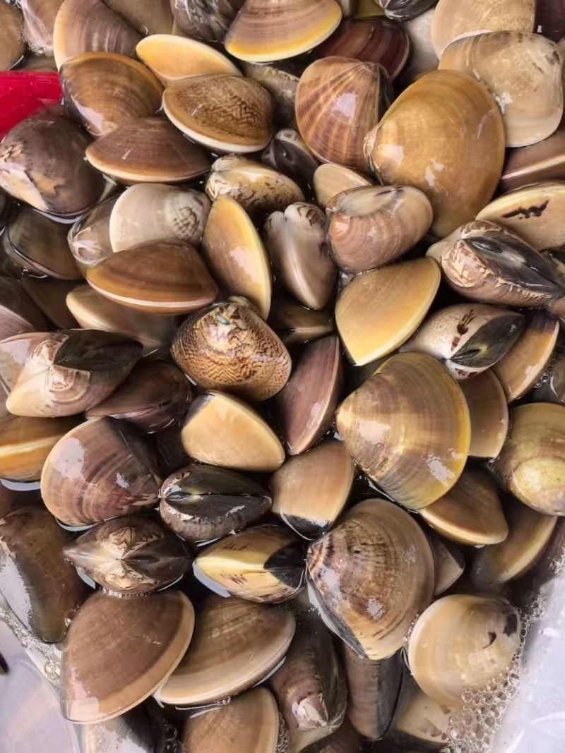 天然海螺