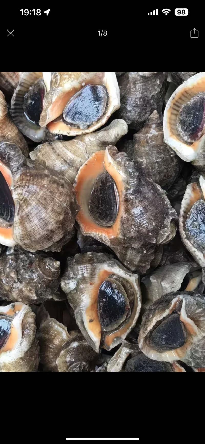 天然海螺