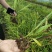 白芨直播苗,白芨训化苗,白芨块茎苗,包技术包回收
