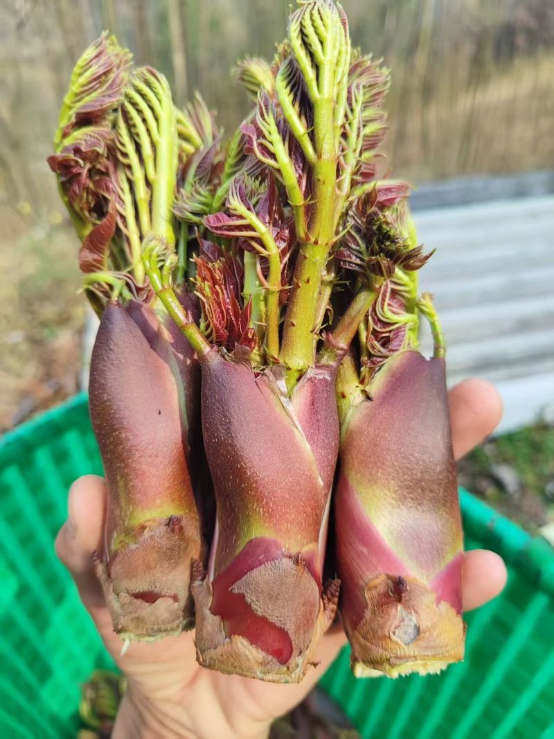 云南红刺龙芽苗