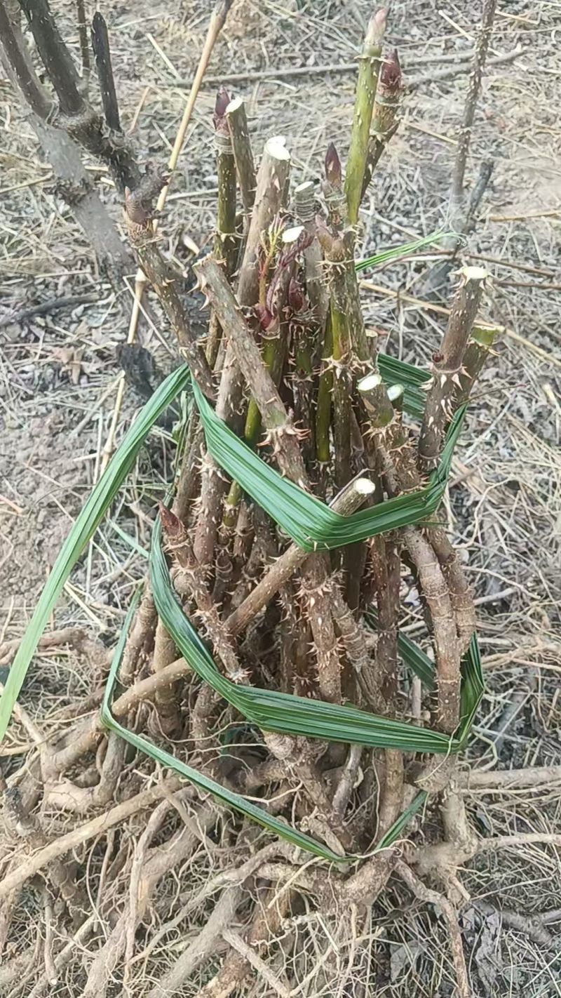 云南红刺龙芽苗