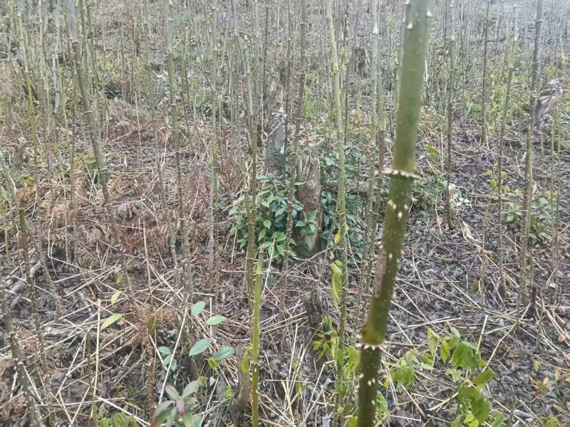 云南红刺龙芽苗