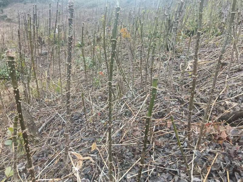云南红刺龙芽苗