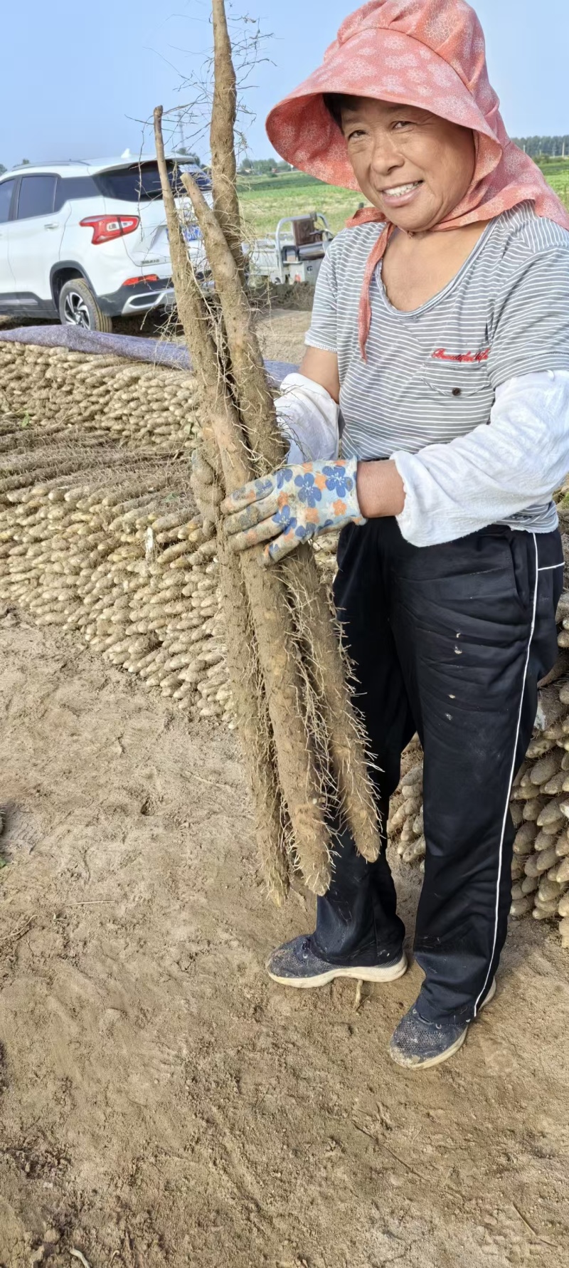 毛山药双棒山药口感脆嫩清甜大量有货交通便利