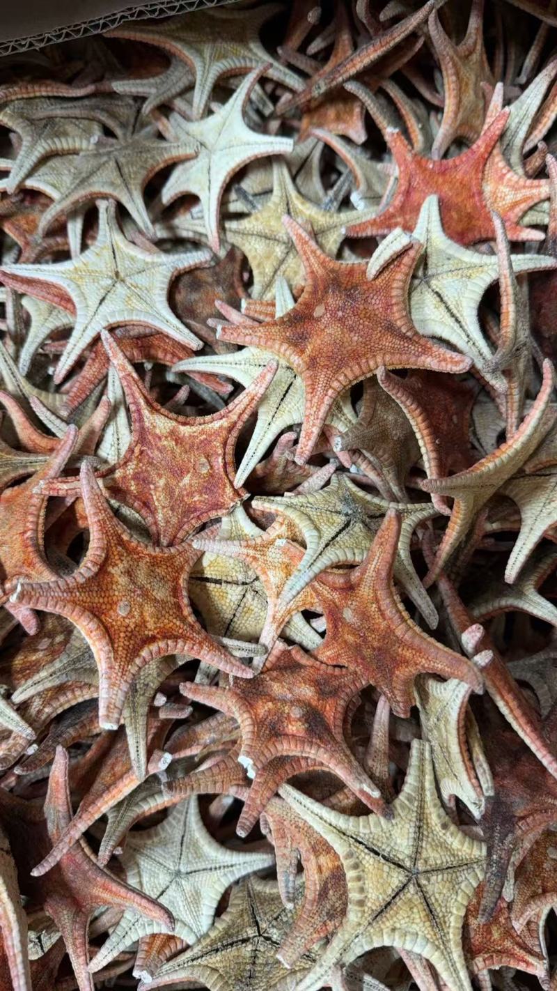 海星大连干货2斤起包邮量大从优