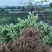 佛手瓜苗果实大口感好根系发达育苗基地直发欢迎联系