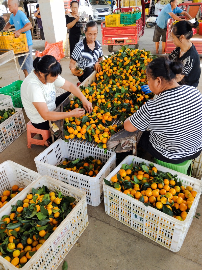 金秋沙糖桔大量上巿