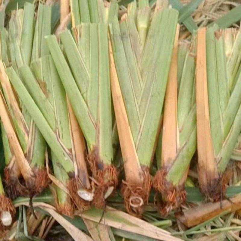 800亩高海拔优质单季美人茭白种苗