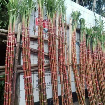云南精品红皮甘蔗大量上市品质保证量大从优一手货源