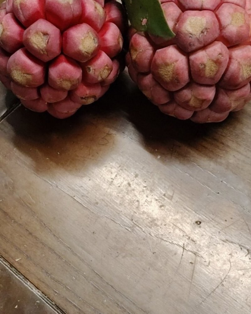 南武夷老虎果又叫布福娜水果