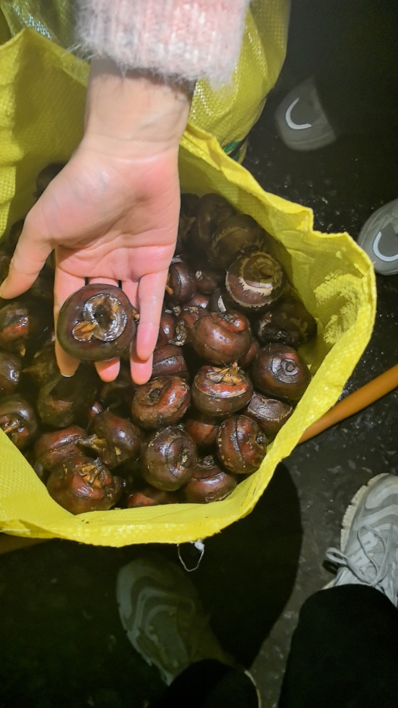 特大精品马蹄
