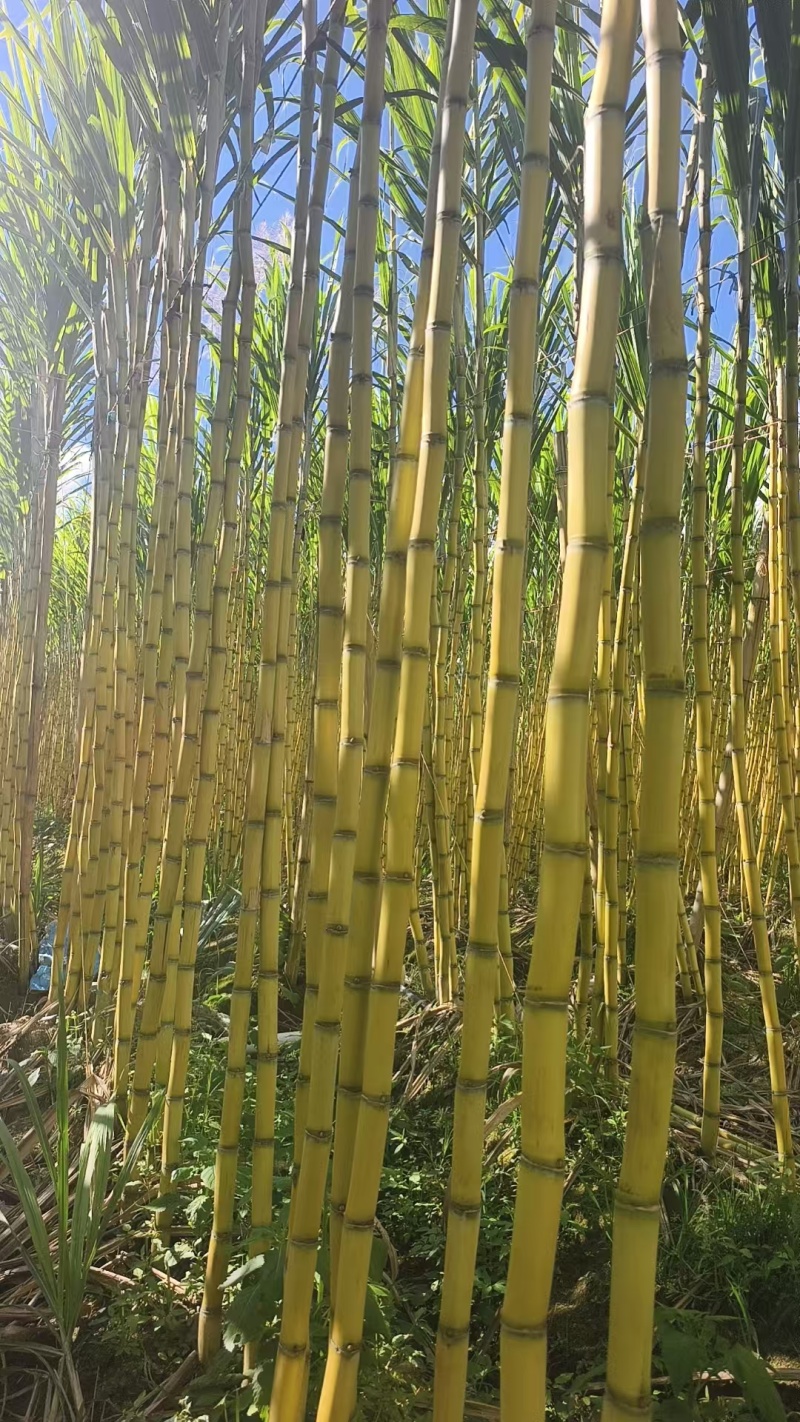 云南黄皮甘蔗脆甜多汁对接全国市场量大从优价格美丽质量好