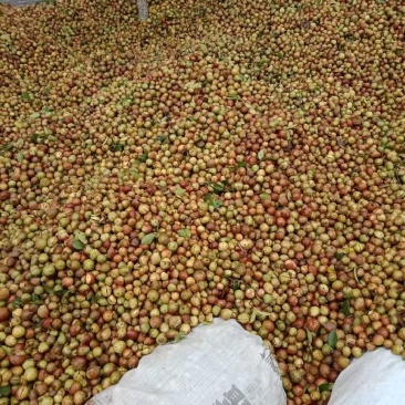 野生油茶籽大量上市，霜降以后出油率更高