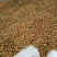 野生油茶籽大量上市，霜降以后出油率更高