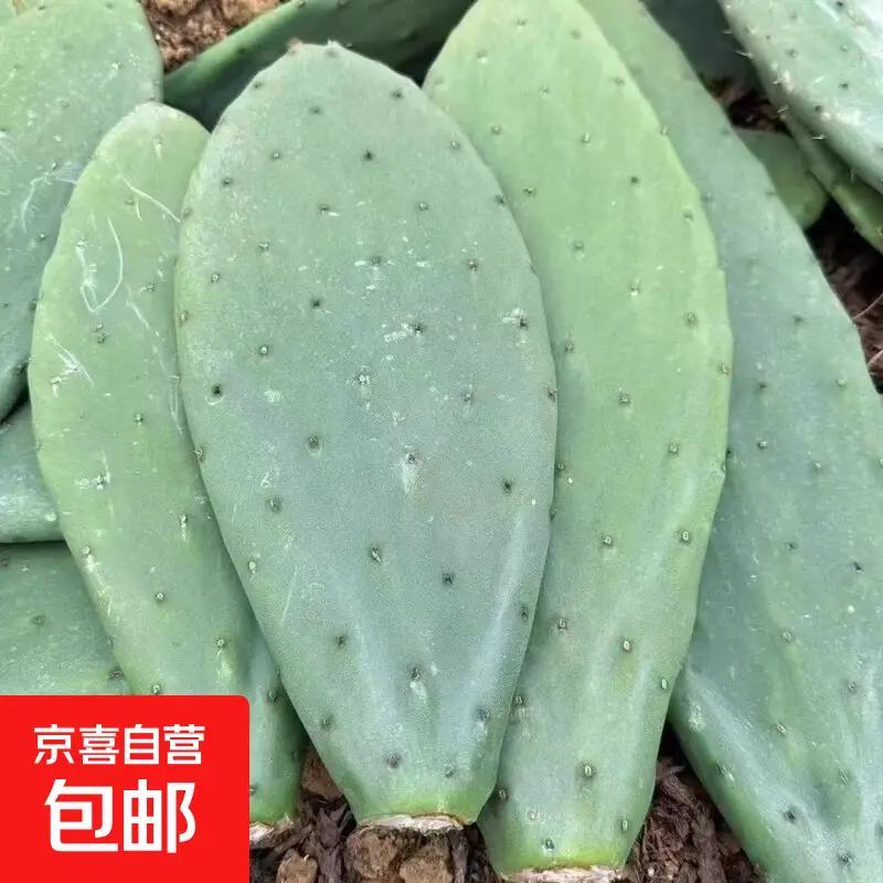 米邦塔仙人掌