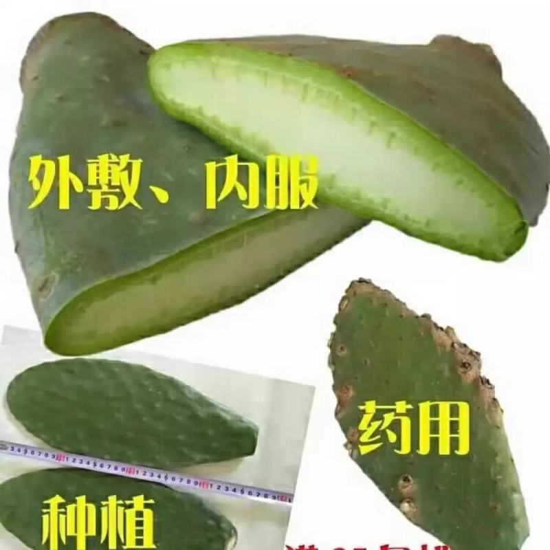 米邦塔仙人掌