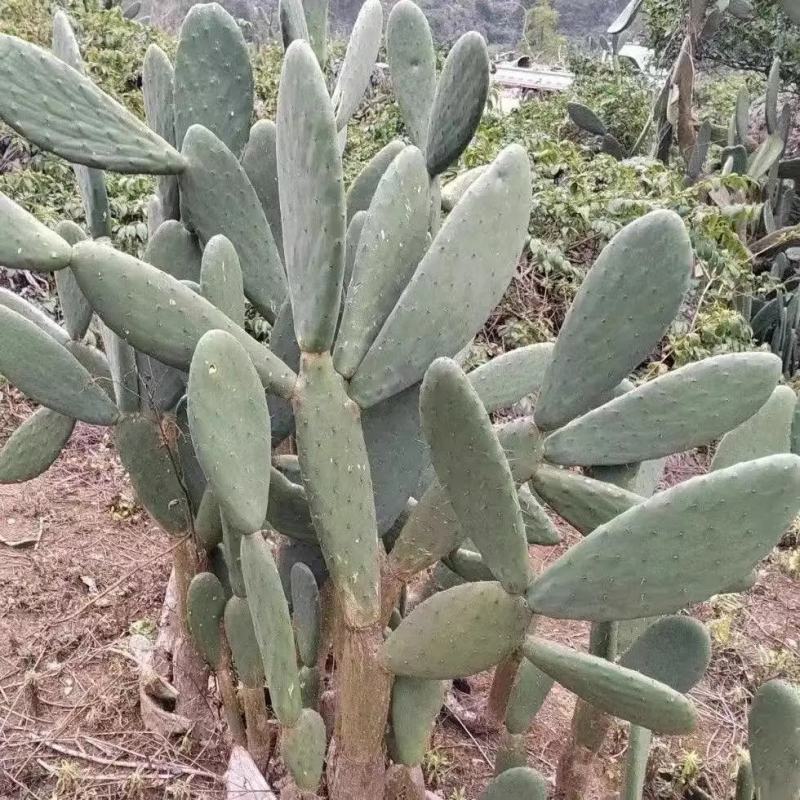 米邦塔仙人掌