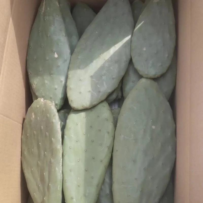 米邦塔仙人掌