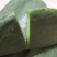 米邦塔仙人掌