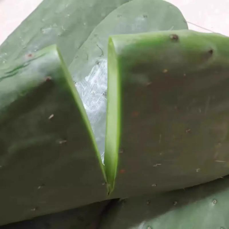米邦塔仙人掌