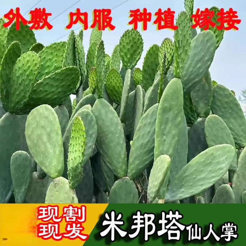 米邦塔仙人掌